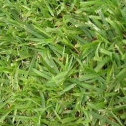 צמחי תבלין - דשא טבעי 6