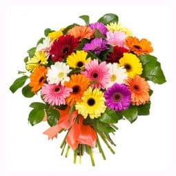 פרחים ליום האהבה - שלל גרברות