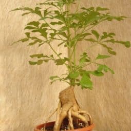 צמחי תבלין - צמח בית7