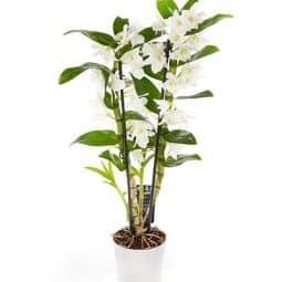 משלוח פרחים בראשון לציון - הסחלב: חנות פרחים לכל אירוע - סחלב אמה לבן