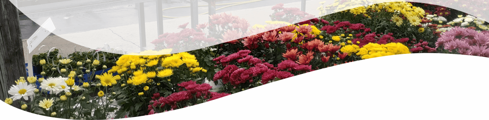 חנות פרחים כולל משלוח - משתלת הסחלב