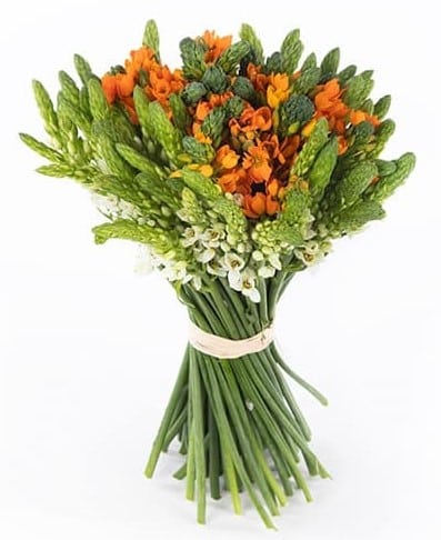 משלוח פרחים בראשון לציון - הסחלב: חנות פרחים לכל אירוע - זר פרחים ללא מילים
