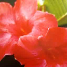 צמחי תבלין - מנדויליה אדום