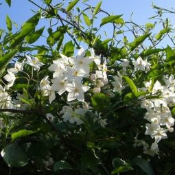 צמחים מטפסים - סולנום יסמיני (לבן)