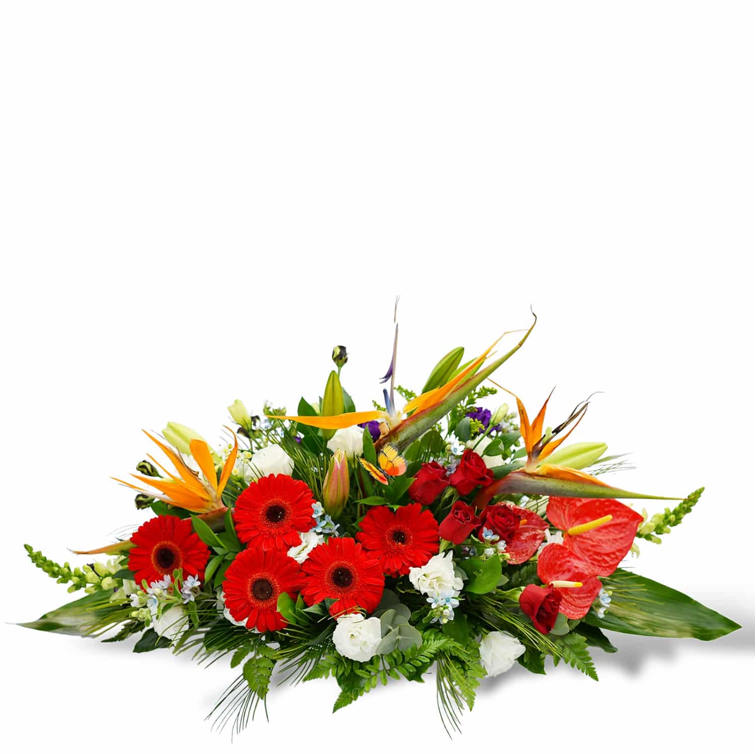 משלוח פרחים בראשון לציון - הסחלב: חנות פרחים לכל אירוע - ציפור גן העדן הפראי