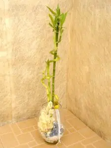 לאקי במבוק 1