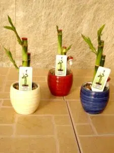 לאקי במבוק 5