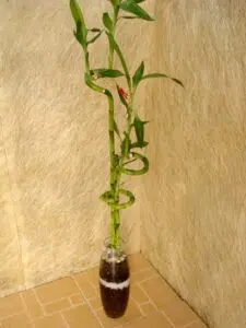 לאקי במבוק 6