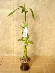 לאקי במבוק 8