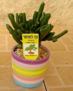 מתנות וכלי נוי4