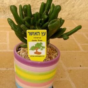 מתנות וכלי נוי4