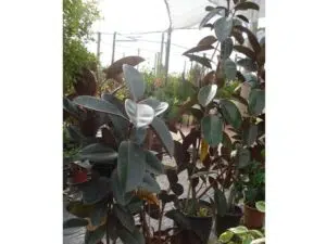 עצי נוי