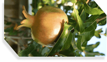 מגוון עצי פרי