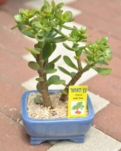 מתנות וכלי נוי14