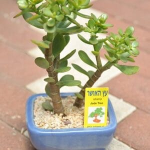 מתנות וכלי נוי14