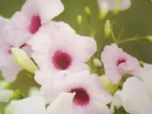 פנדוראה לבן עיין