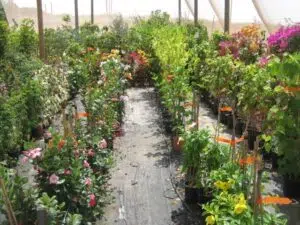 שיחים ומטפסים